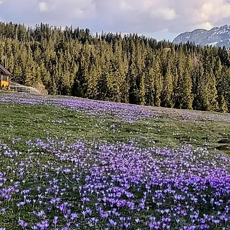 Шале Witowianskie Domki Private Jacuzzi & Mountain View Near Zakopane